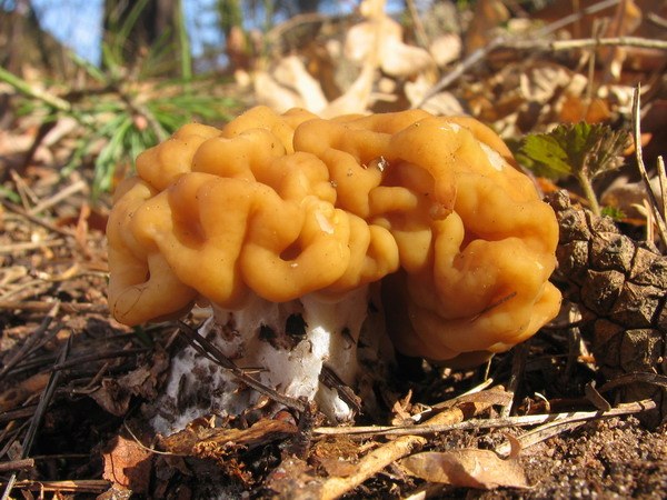 G6 Piestrzenica olbrzymia - Gyromitra gigas