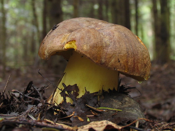 G7 Borowik grski - Boletus subappendiculatus