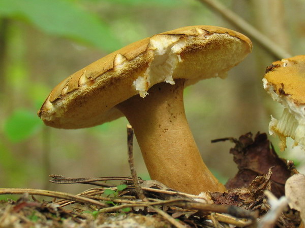 G8 Piaskowiec kasztanowaty - Gyroporus castaneus