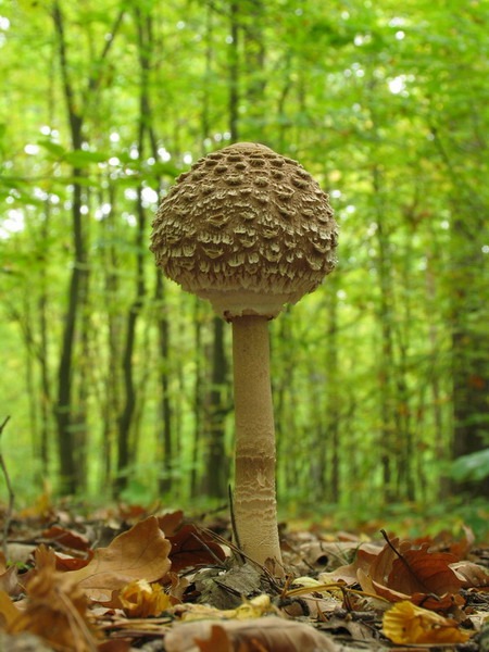 G9 Czubajka kania - Macrolepiota procera