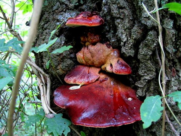 G10 Ozorek dbowy - Fistulina hepatica