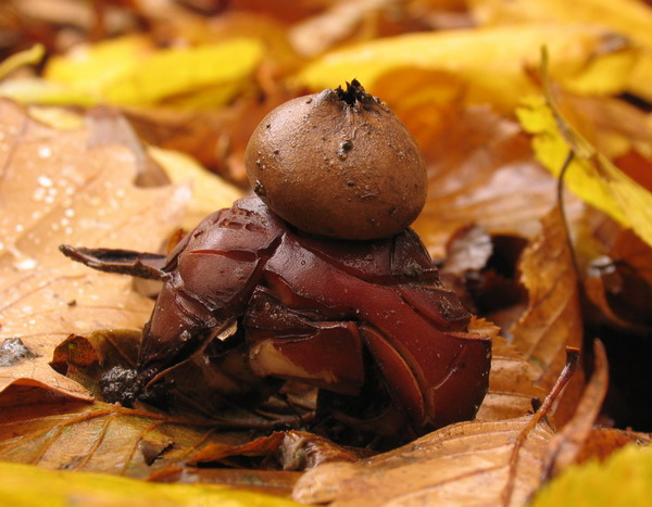 G12 Gwiazdosz rudawy - Geastrum rufescens