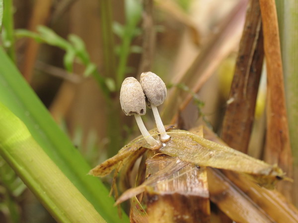 G13 Czernidak - Coprinus kubickae (?)