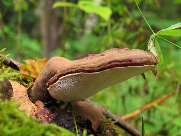 G17 Lakownica brzowoczarna - Ganoderma carnosum 