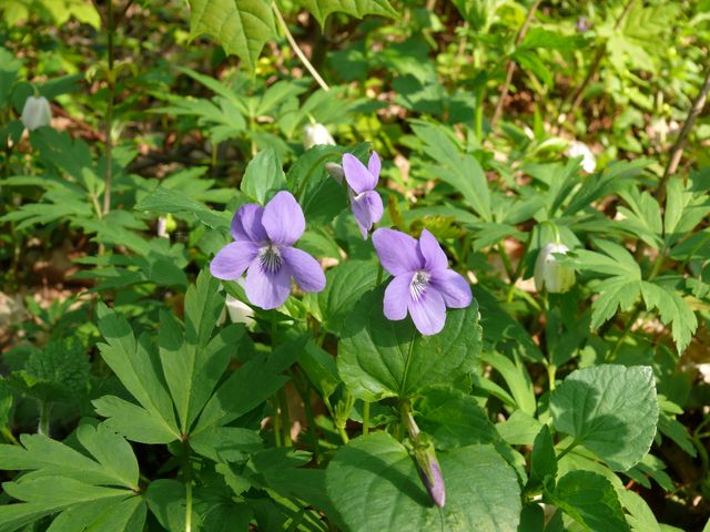 fio&#179;ek sp. Viola sp.