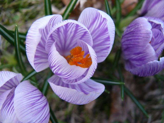 krokus - Crocus