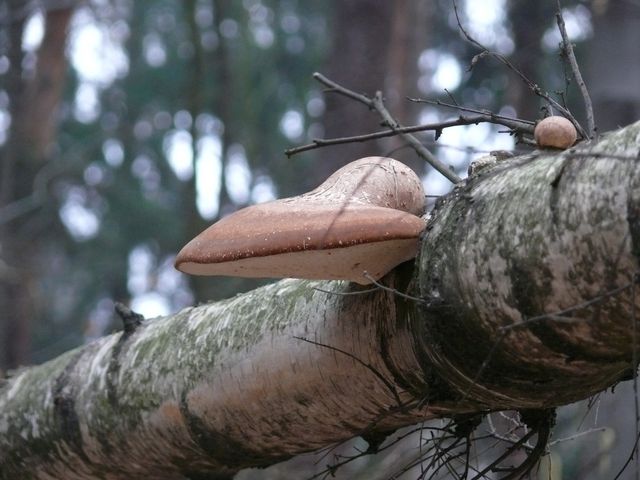 biaoporek brzozowy piptoporus betulinus