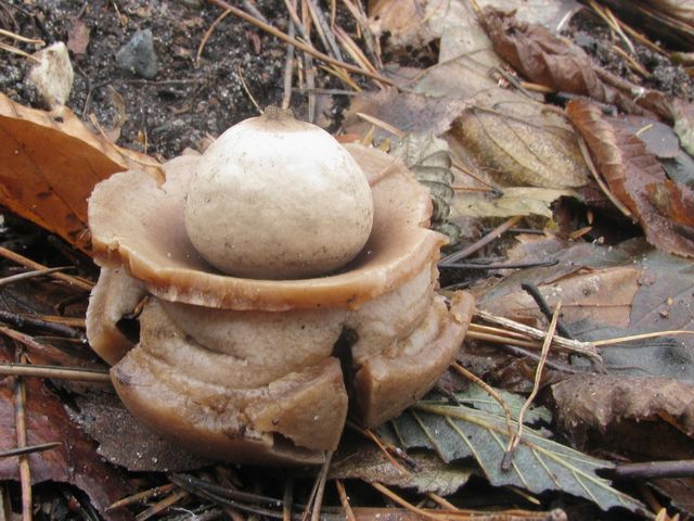 Geastrum triplex