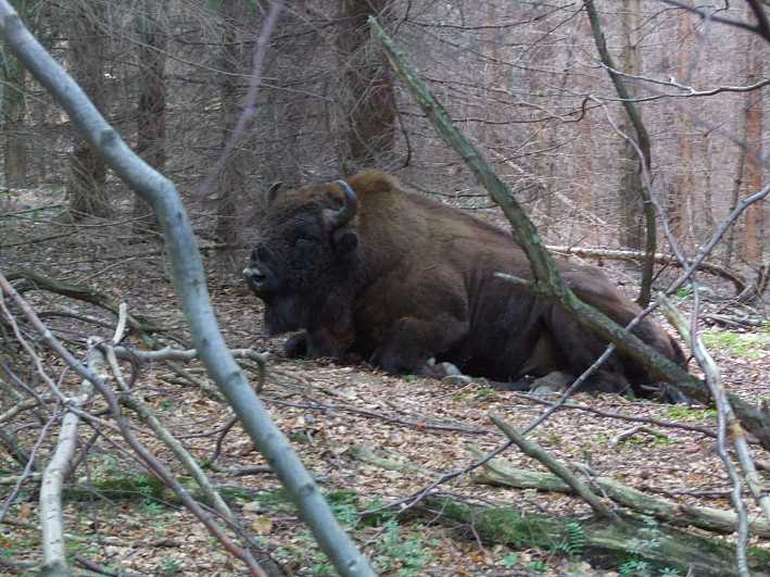 zobr_Bieszczady