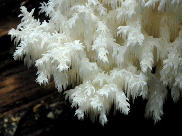 hericium