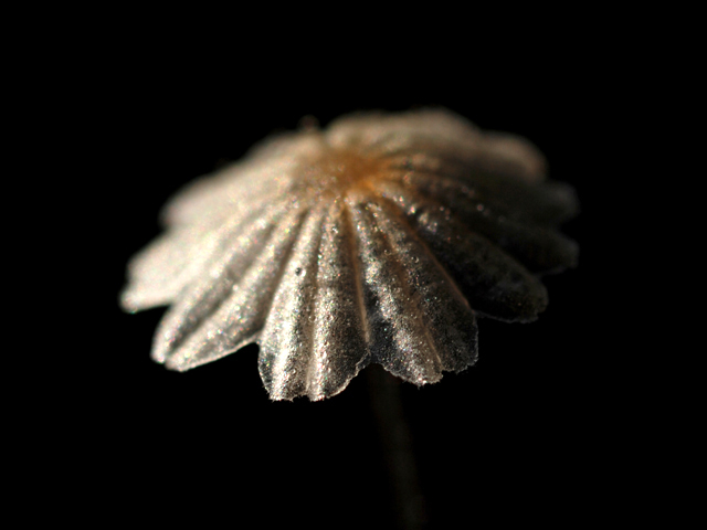 coprinus