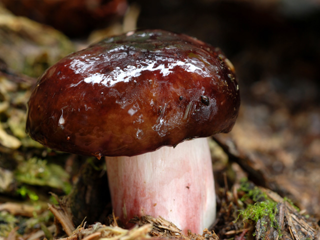 russula