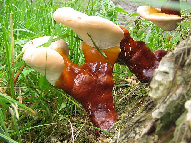 ganoderma_na_modrzewiu_01