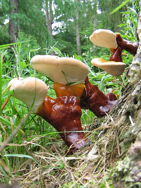 ganoderma_na_modrzewiu_02