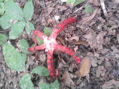 Clathrus archeri - okratek australijski