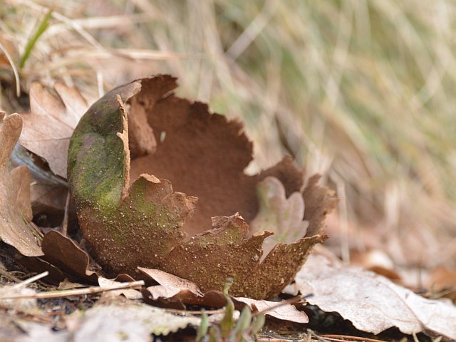 czasznica oczkowata