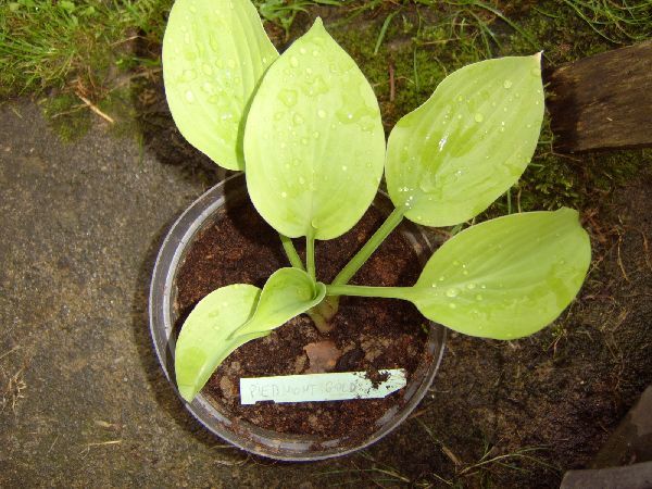 hosta_piedmont gold